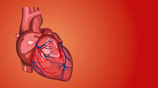 Anatomia del cuore umano illustrazione immagine - Foto, immagini