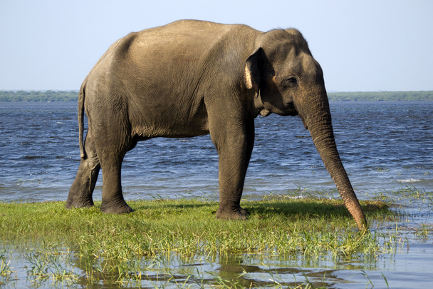 Молодой слон в национальном парке
 - Фото, изображение