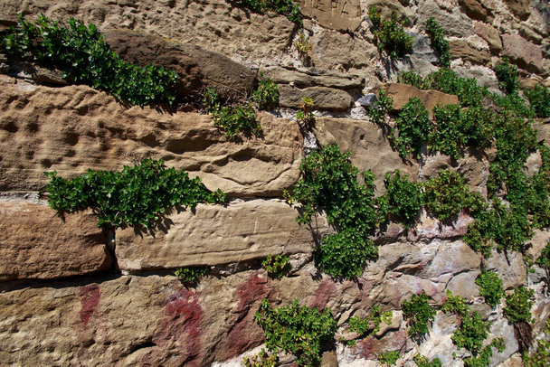 Mur en pierre naturelle avec gazon germant dans les coutures - Photo, image
