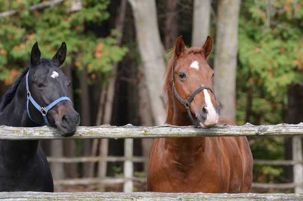 Due cavalli in piedi al cancello in attesa di entrare nel fienile  - Foto, immagini
