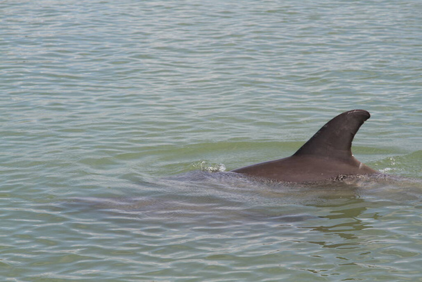 Delfinflosse schwimmt im Wasser. - Foto, Bild