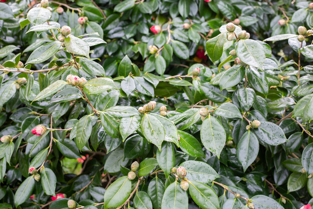 A camellia plant with many buds about to flower - Photo, Image