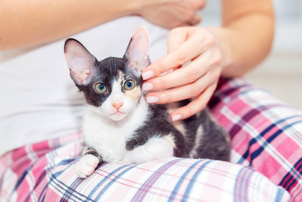 Na klíně majitele sedí roztomilé tříbarevné koťátko Sphynx s velkýma ušima. Ta žena hladí svou kočku. Kotě se vyšplhalo na kliky - Fotografie, Obrázek
