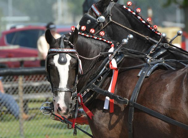Άλογα Clydesdale σε ιπποειδή - Φωτογραφία, εικόνα