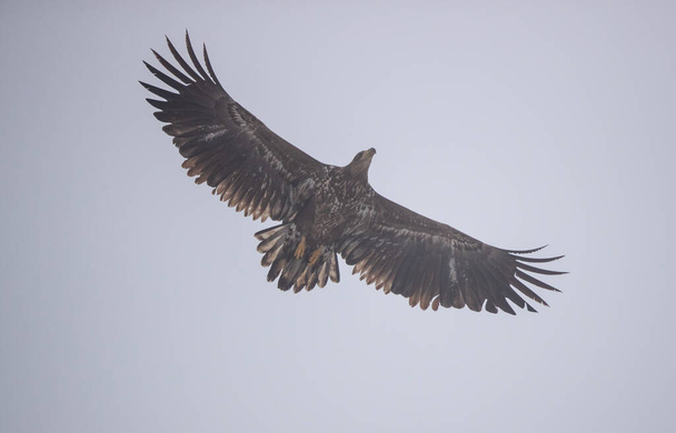 Uccello poiana comune (Buteo buteo) che vola con le ali spiegate contro il cielo - Foto, immagini