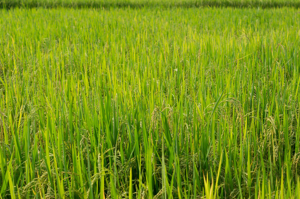 Тайский рис
 - Фото, изображение