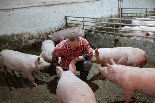 Jonge gelukkige boer hurkend in varkensstal tussen tamme varkens - Foto, afbeelding