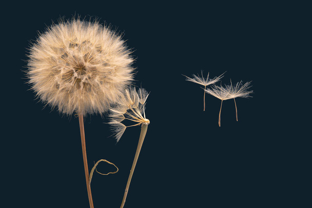 dandelion seeds fly away from the flower in wind - Photo, Image