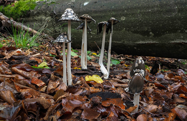 The Magpie Fungus (Coprinopsis picacea) is an inedible mushroom , an intresting photo - Photo, Image