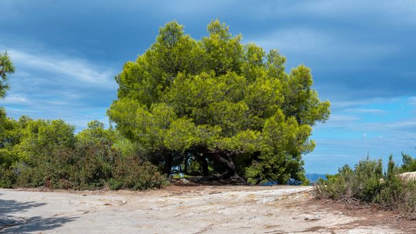 Rehevät vihreät kuuset ja pensaat, polku Kreikassa - Valokuva, kuva