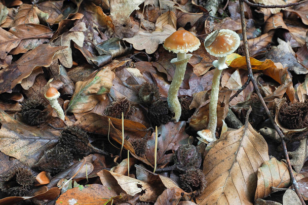The Leratiomyces squamosus is an inedible mushroom , an intresting photo - Photo, Image