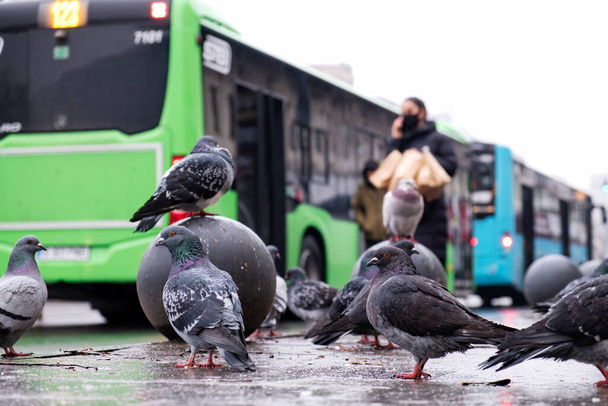 Multiple grey pigeons on the wet ground in a city with people and buses on the background, cloudy weather, road on the background - Photo, Image