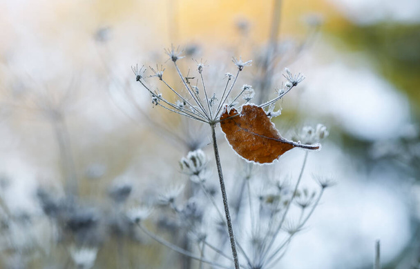Осенью растения и листья покрыты морозом  - Фото, изображение