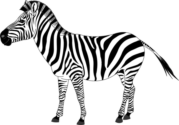 Illustrazione della zebra
 - Vettoriali, immagini