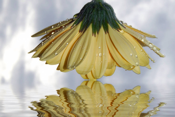 krásný gerbera květ s odrazem na pozadí oblohy, jarní koncept, zblízka   - Fotografie, Obrázek