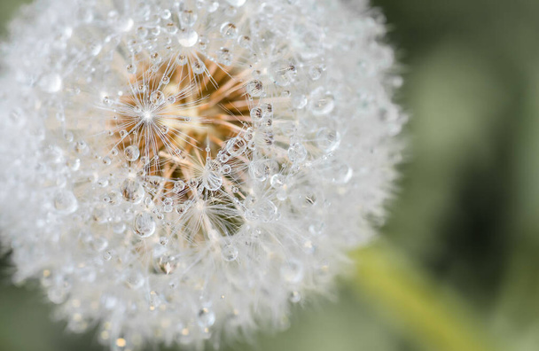 Drops of dew formed in the summer morning on the fuzz of a dandelion flower leontodon - Photo, Image