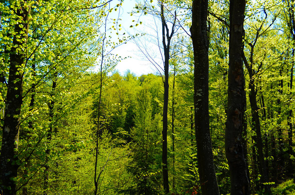 Γραφικό δάσος από φρέσκα πράσινα φυλλοβόλα δέντρα πλαισιωμένα από φύλλα, με τον ήλιο να ρίχνει τις ζεστές ακτίνες του μέσα από το φύλλωμα - Φωτογραφία, εικόνα
