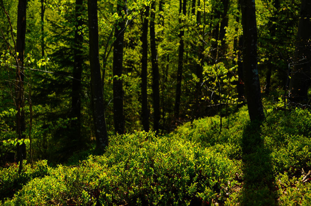Живописный лес из свежих зеленых лиственных деревьев, обрамленных листьями, с солнцем, проливающим свои теплые лучи сквозь листву - Фото, изображение