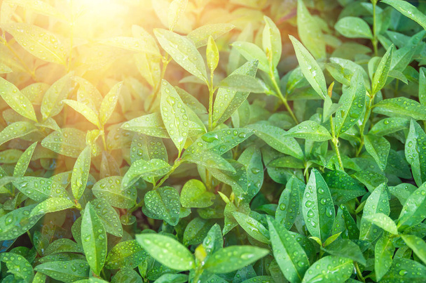 Le foglie di tè verde maturano su un cespuglio, la luce del sole del mattino decora cespugli di tè, sfondo agrario - Foto, immagini
