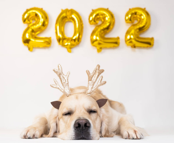 Beyaz arka planda köpek ve balonlar 2022. Yeni yıl için Golden Retriever. Takvim, köpekli kartpostal. - Fotoğraf, Görsel