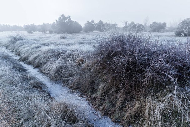 Paisaje de campo totalmente congelado por el hielo en invierno, plantas con rocío y luz del amanecer. España - Foto, imagen