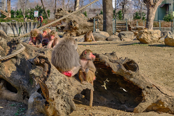 Kleiner Teich und Himmelshintergrund zusammen mit Gruppen von Hamadryas Pavianen und Affen, die auf einem riesigen Baumkörper und einer Holzplattform stehen. - Foto, Bild