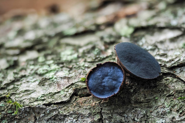 bulgaria inquinans est un champignon de la famille des bulgariaceae. il est communément connu sous le nom bulgar noir et gouttes de gelée noire. , une photo captivante - Photo, image