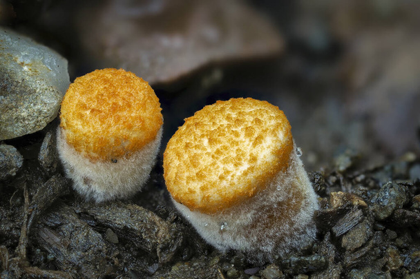 crucibulum est un genre des nidulariaceae, une famille de champignons dont les corps fructifères ressemblent à de minuscules nids d'oiseaux remplis d'œufs. , une photo captivante - Photo, image