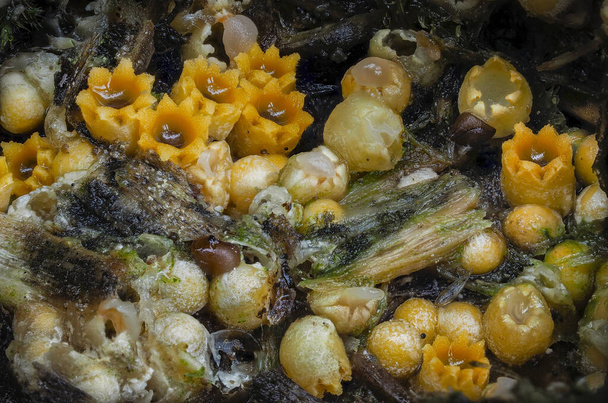 The Sphaerobolus stellatus is an inedible mushroom , an intresting photo - Foto, Imagem