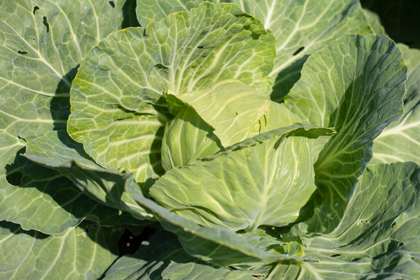 Cabbage grows in the garden. Agricultural industry. Growing cabbage. - Photo, Image