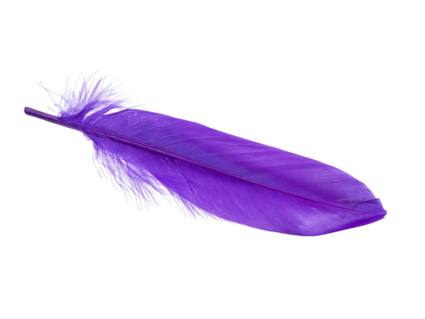 Decorative purple bird feather isolated on the white background - Photo, Image
