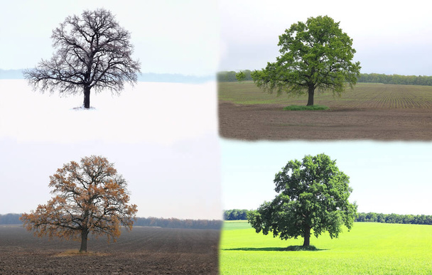 Αφηρημένη εικόνα του μοναχικού δέντρου το χειμώνα χωρίς φύλλα στο χιόνι, την άνοιξη χωρίς φύλλα στο γρασίδι, το καλοκαίρι στο γρασίδι με πράσινο φύλλωμα και το φθινόπωρο με κόκκινα-κίτρινα φύλλα ως σύμβολο τεσσάρων εποχών - Φωτογραφία, εικόνα