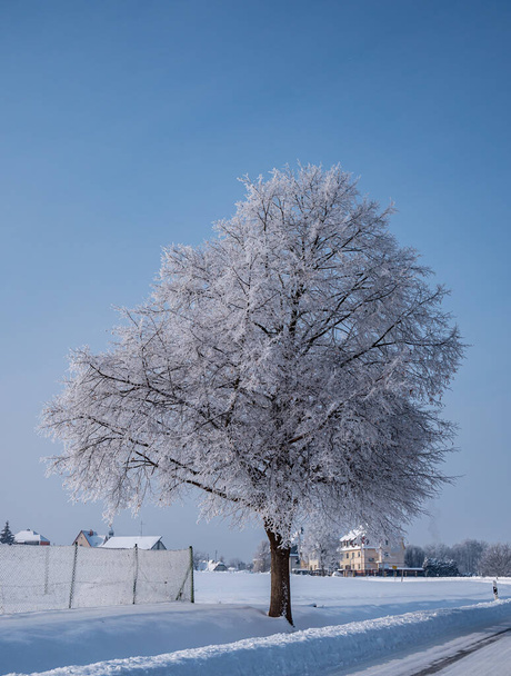 yksinäinen puu seisoo talvimaisemassa pakkasta - Valokuva, kuva