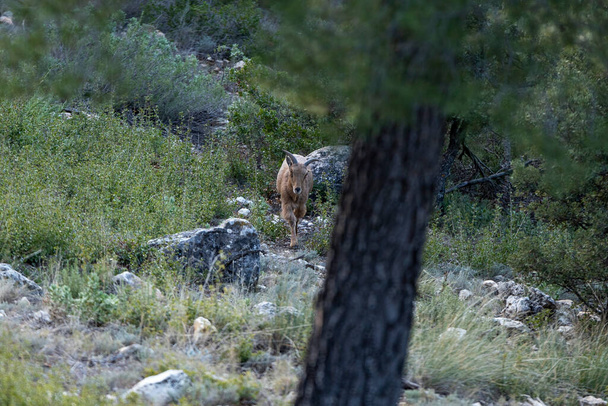 animal de montaña, cabras de montaña corriendo por la montaña y mirando a la cámara - Foto, Imagen
