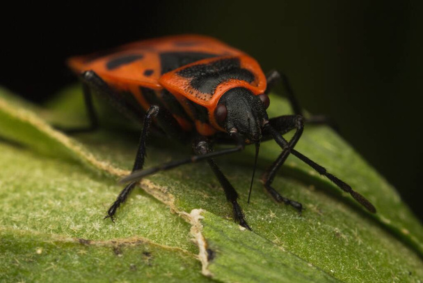 red black soldier bug Firebug on a leaf - Photo, Image