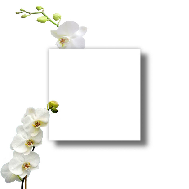 Weiße Einladung Grußkarte Attrappe mit einem Monstera Blatt und Blumen Rosen Valentinstag, Hochzeit, saisonale Sommer Kopie Raum Vorlage  - Foto, Bild