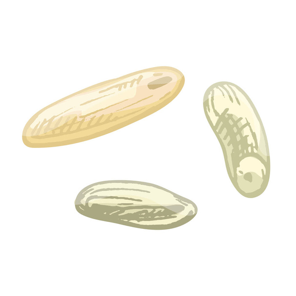 Granos de arroz. Vector color vintage mano dibujado eclosión ilustración - Vector, Imagen