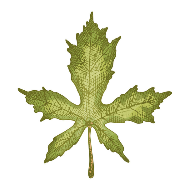Javorový list. Vektorová barva vinobraní líhnutí ilustrace izolované na bílé - Vektor, obrázek