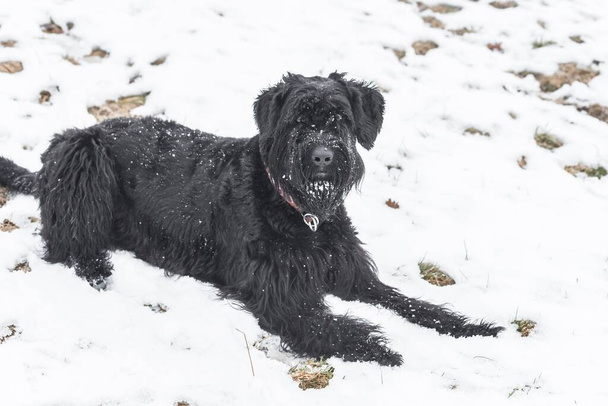 Óriás schnauzer kutya fekete szőrmével játszik és gördül a hóban télen és köd időjárás, Németország - Fotó, kép