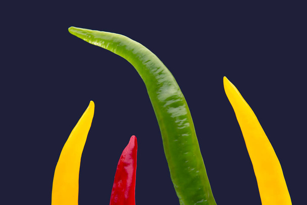 Кольоровий гарячий чилі на темно-синьому фоні. Перець. Овочева вітамінна їжа
. - Фото, зображення