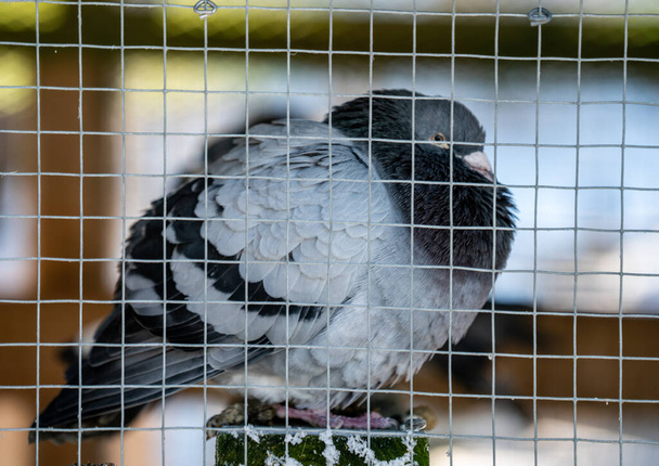Το περιστέρι αναπαύεται μέσα σε ένα μεγάλο κλουβί πουλιών μια κρύα μέρα του χειμώνα. Φούσκωνε τα φτερά του για να μείνει ζεστός. Ρηχό βάθος πεδίου. Υψηλής ποιότητας φωτογραφία - Φωτογραφία, εικόνα