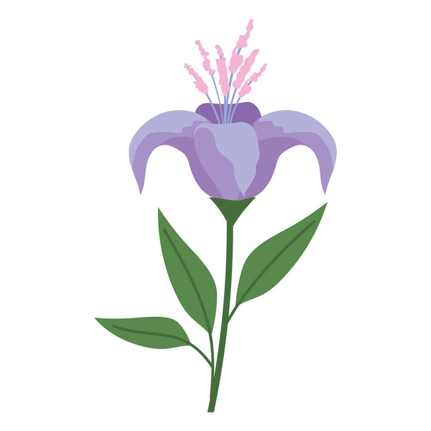 Blume mit lila Farbe auf weißem Hintergrund - Vektor, Bild