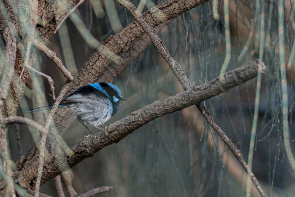 Azul soberba fada wren no meio da floresta - Foto, Imagem