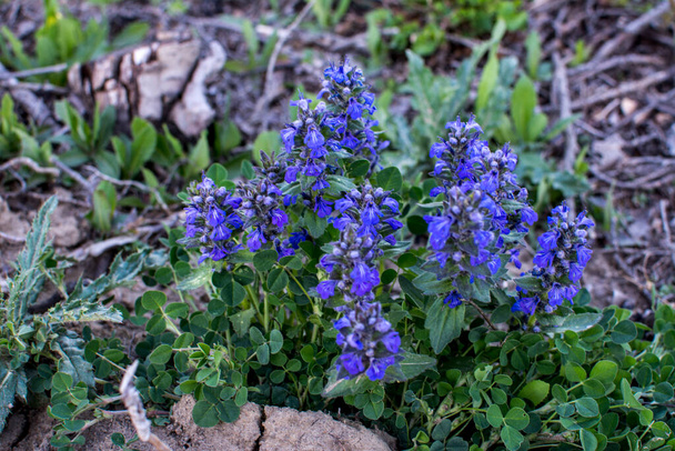 Blue flowers Ajuga genevensis on the green background. Ajuga genevensis (also variously known as the upright bugle, blue bugle, Geneva bugleweed, blue bugleweed) is a flowering plant native in Europe. - Photo, Image