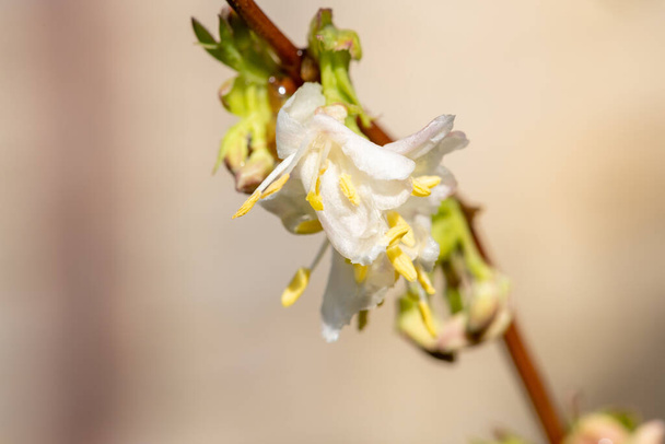 Macro shot purpus mézeskalács (lonicera x purpusii) virágok  - Fotó, kép
