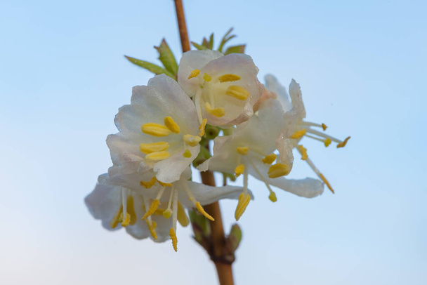 Macro tiro de purpus madressilva (lonicera x purpusii) flores  - Foto, Imagem