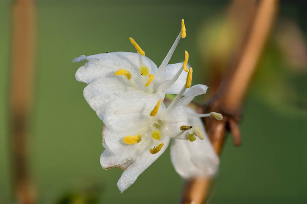 Macro shot van purpus kamperfoelie (lonicera x purpusii) bloemen  - Foto, afbeelding