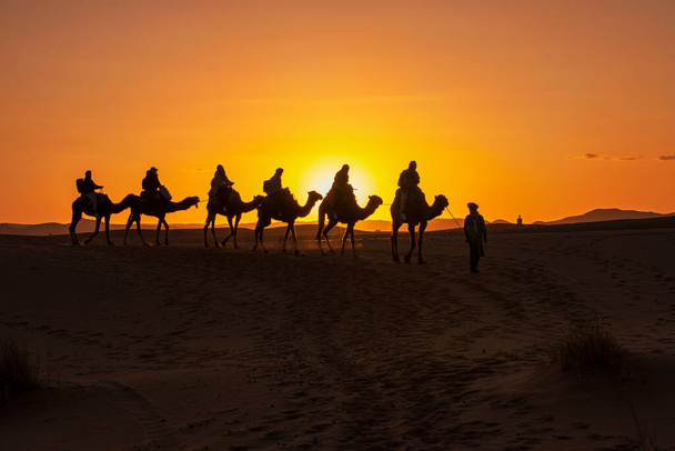 Grupa turystów prowadzona przez miejscowego przewodnika beduinów ujeżdżających wielbłądy na obóz pustynny na Saharze. Zachód słońca, złota godzina - Zdjęcie, obraz