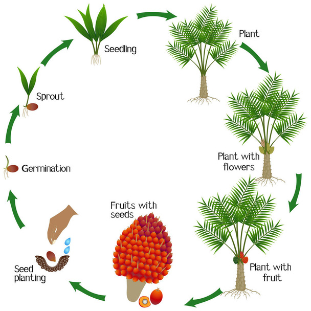 Růstový cyklus palmy olejové na bílém pozadí. - Vektor, obrázek
