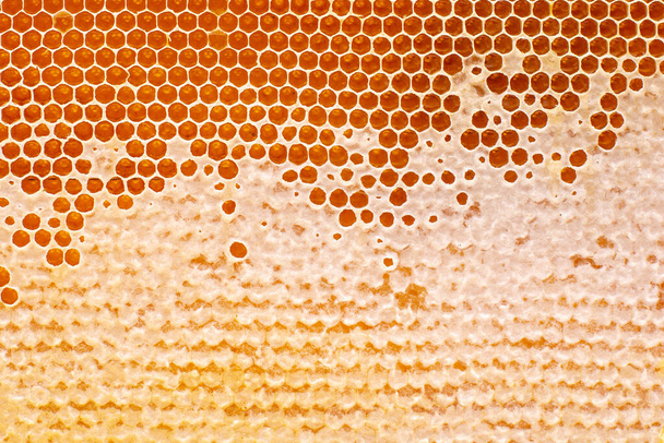 φρέσκο μέλι μελισσών σε χτένες. φόντο και υφή. βιταμίνη φυσική τροφή. προϊόν εργασίας μελισσών - Φωτογραφία, εικόνα